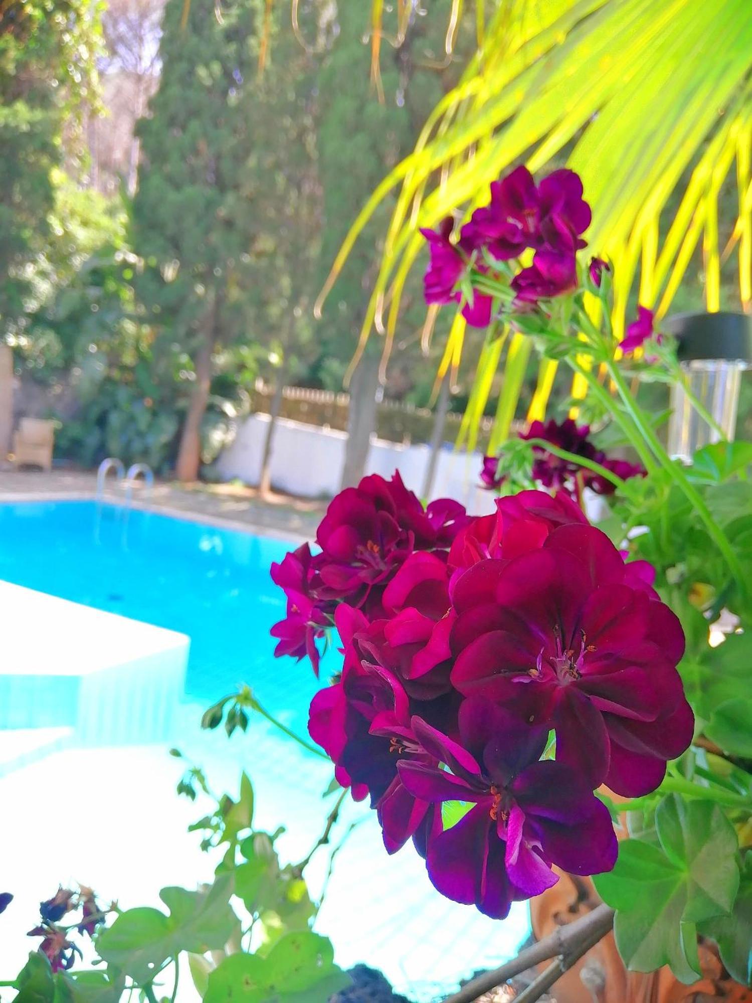 Villa Cinque Pini Casamicciola Terme Εξωτερικό φωτογραφία